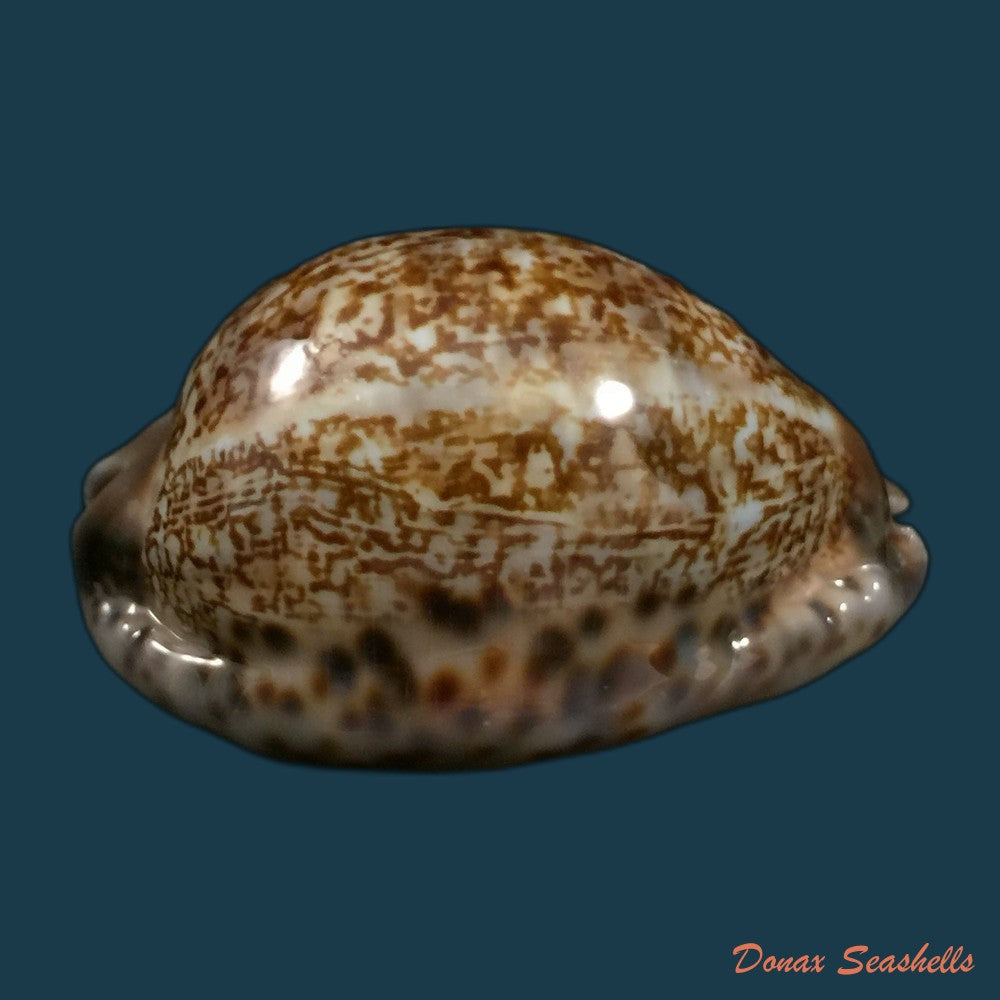 copia-de-mauritia-gibba-vandammei-erdmann-2021-56-2mm
