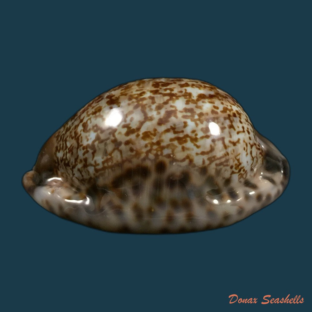 copia-de-mauritia-gibba-vandammei-erdmann-2021-56-2mm