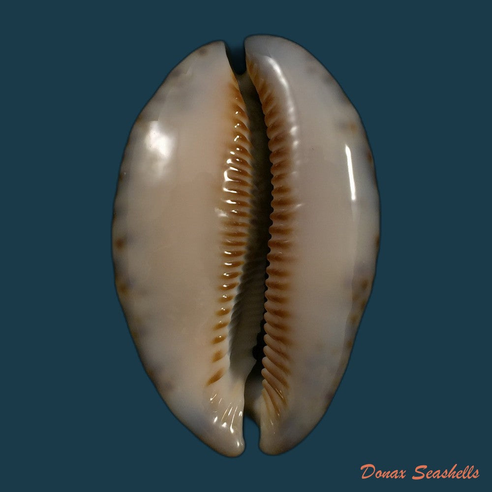 copia-de-mauritia-gibba-vandammei-erdmann-2021-56-2mm