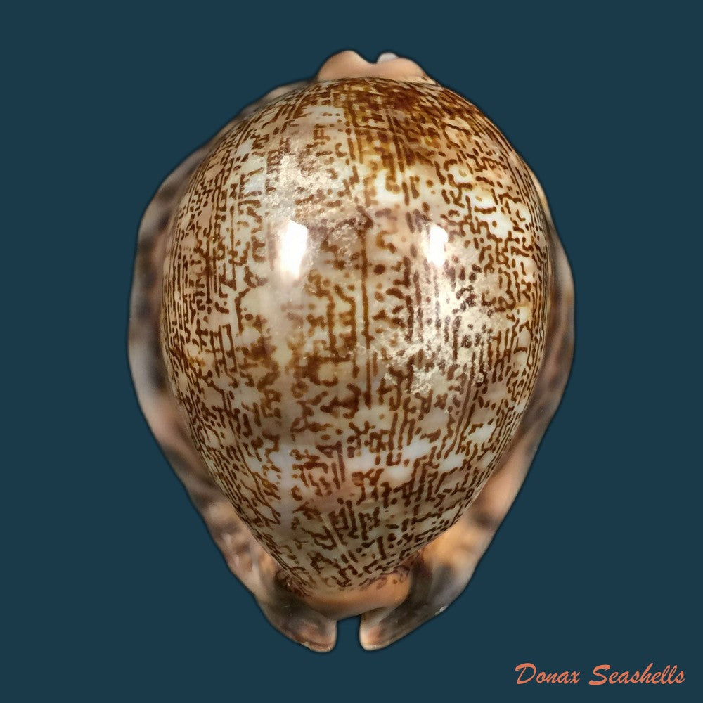 copia-de-mauritia-gibba-vandammei-erdmann-2021-59-6mm