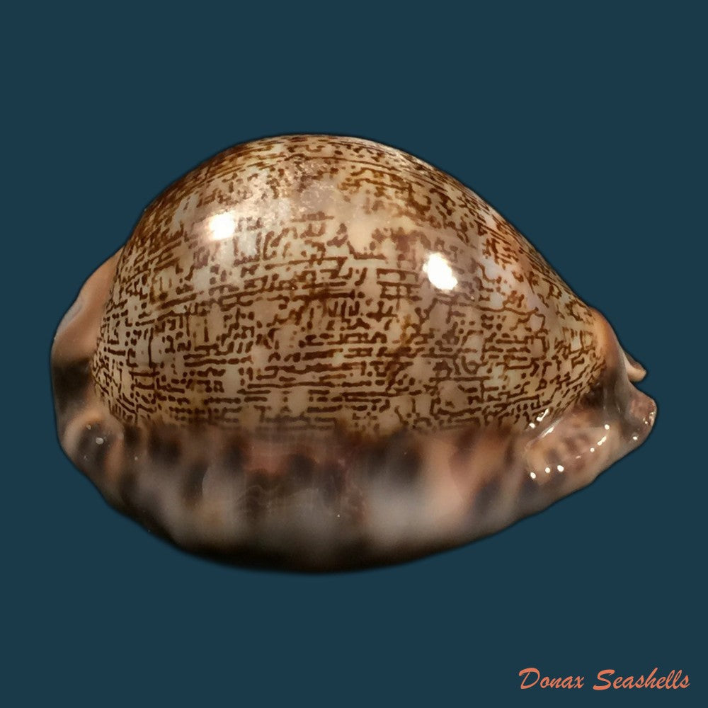 copia-de-mauritia-gibba-vandammei-erdmann-2021-59-6mm