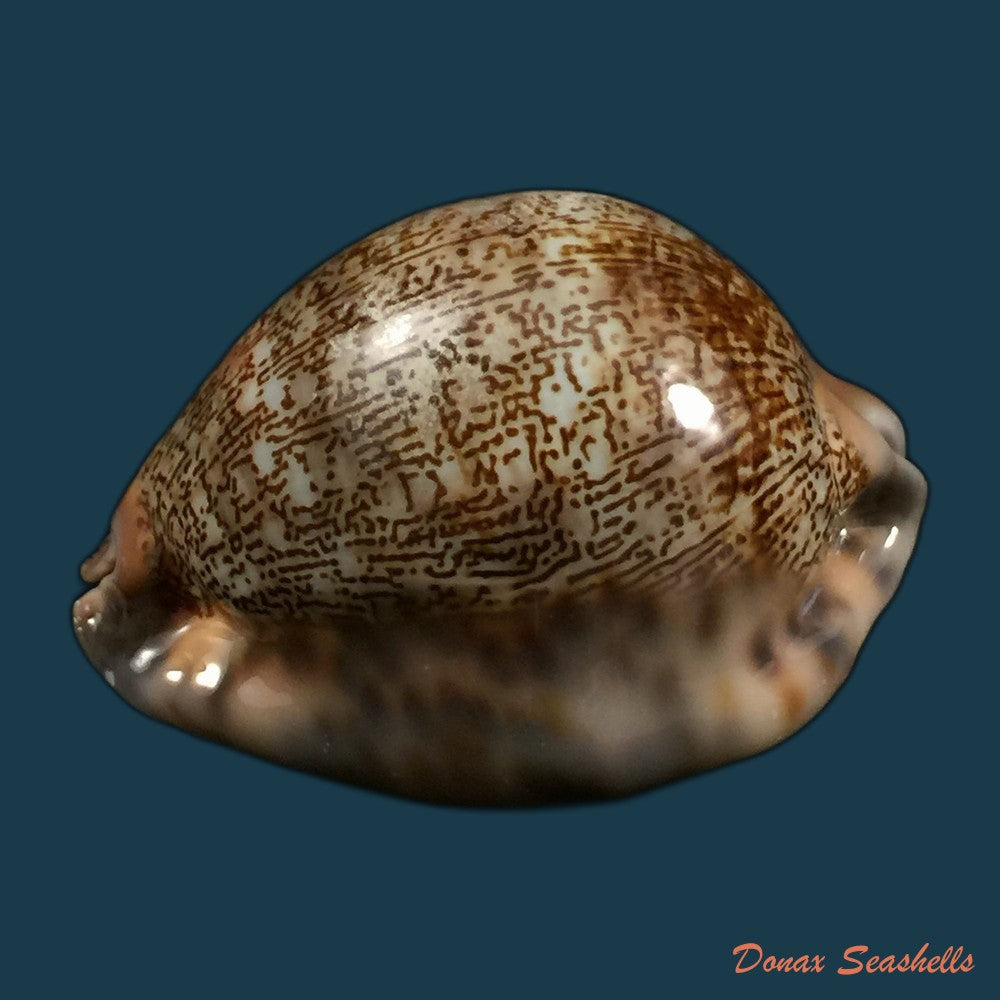 copia-de-mauritia-gibba-vandammei-erdmann-2021-59-6mm