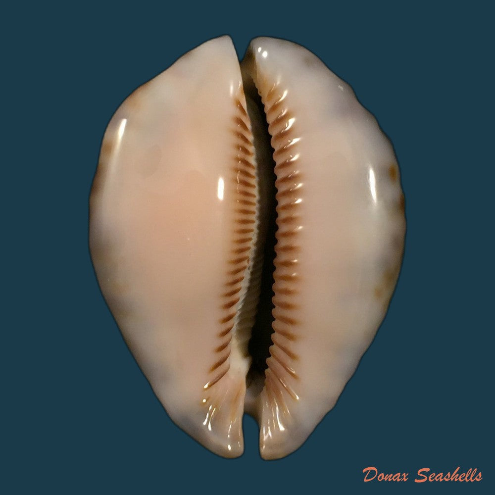 copia-de-mauritia-gibba-vandammei-erdmann-2021-59-6mm