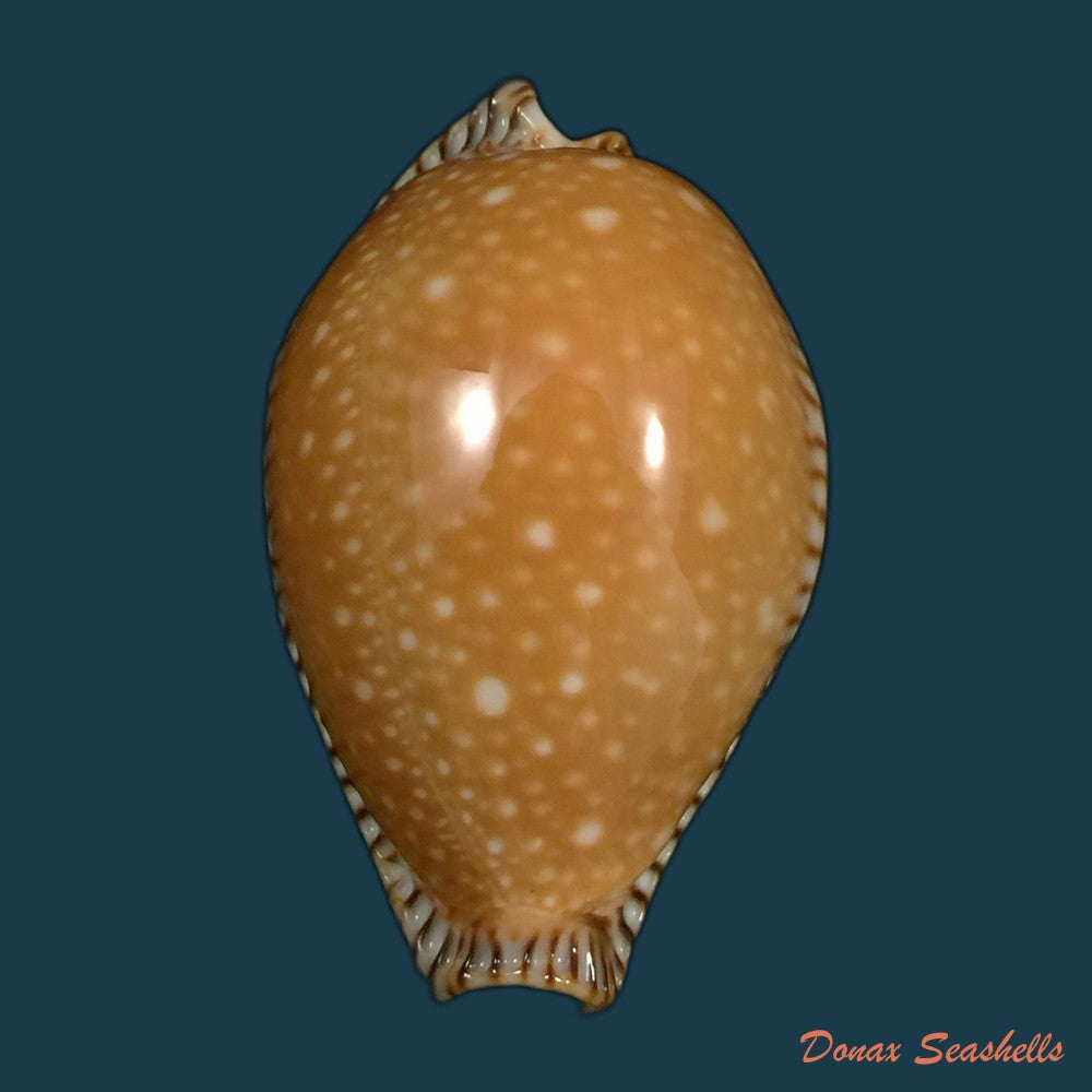 copia-de-mauritia-gibba-vandammei-erdmann-2021-65-2mm
