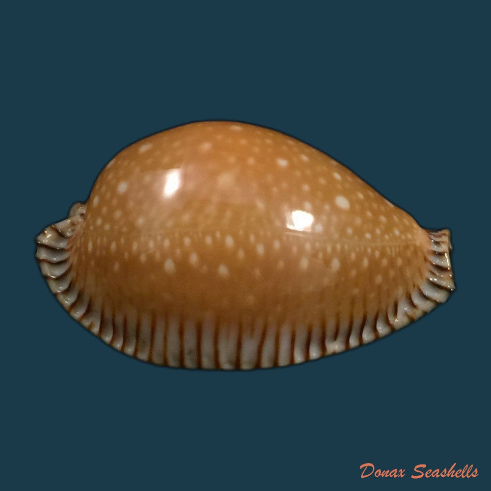 copia-de-mauritia-gibba-vandammei-erdmann-2021-65-2mm