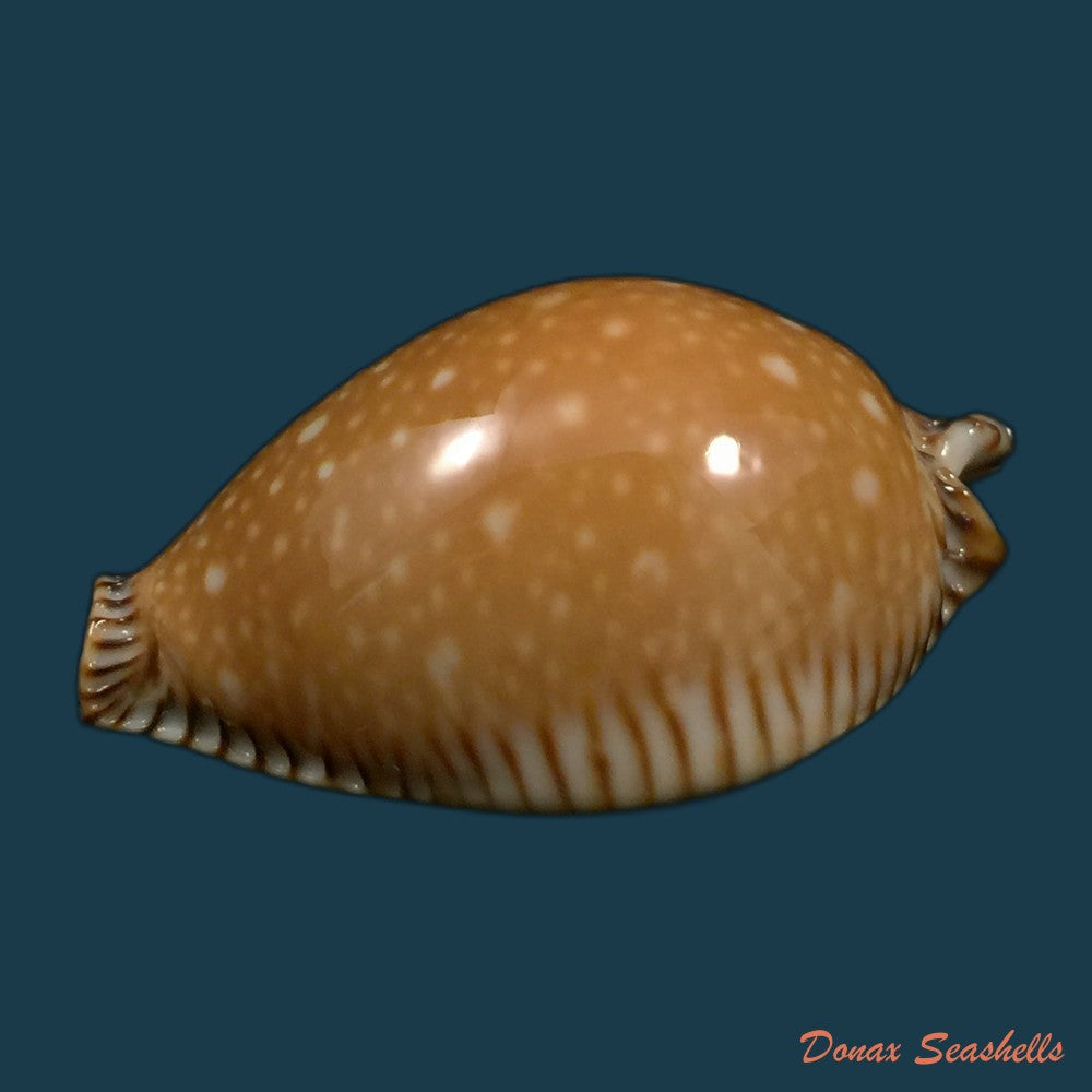 copia-de-mauritia-gibba-vandammei-erdmann-2021-65-2mm