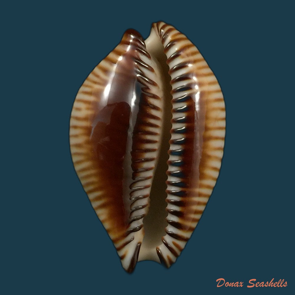 copia-de-mauritia-gibba-vandammei-erdmann-2021-65-2mm