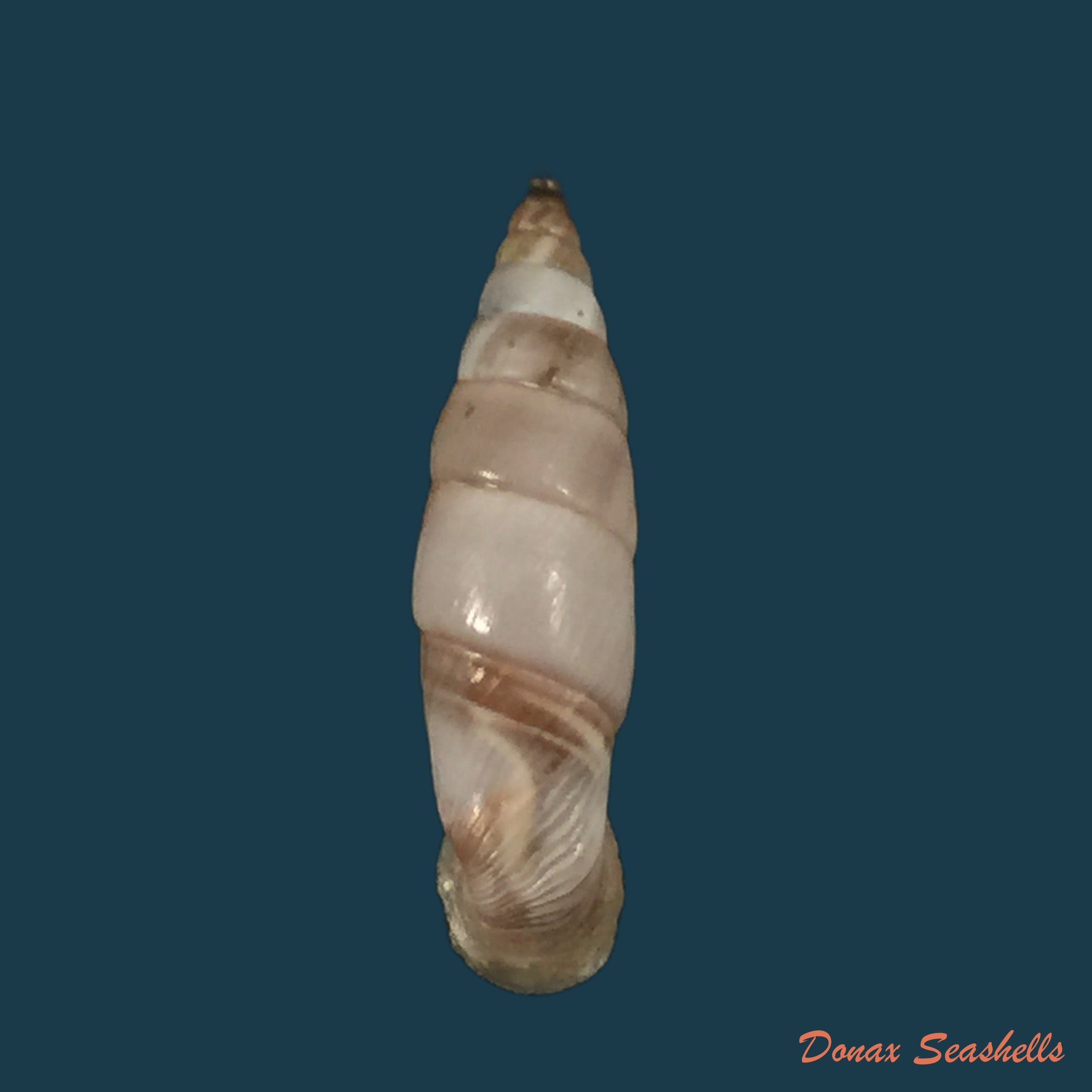 copia-de-medora-contracta-rossmassler-1842-20-1mm