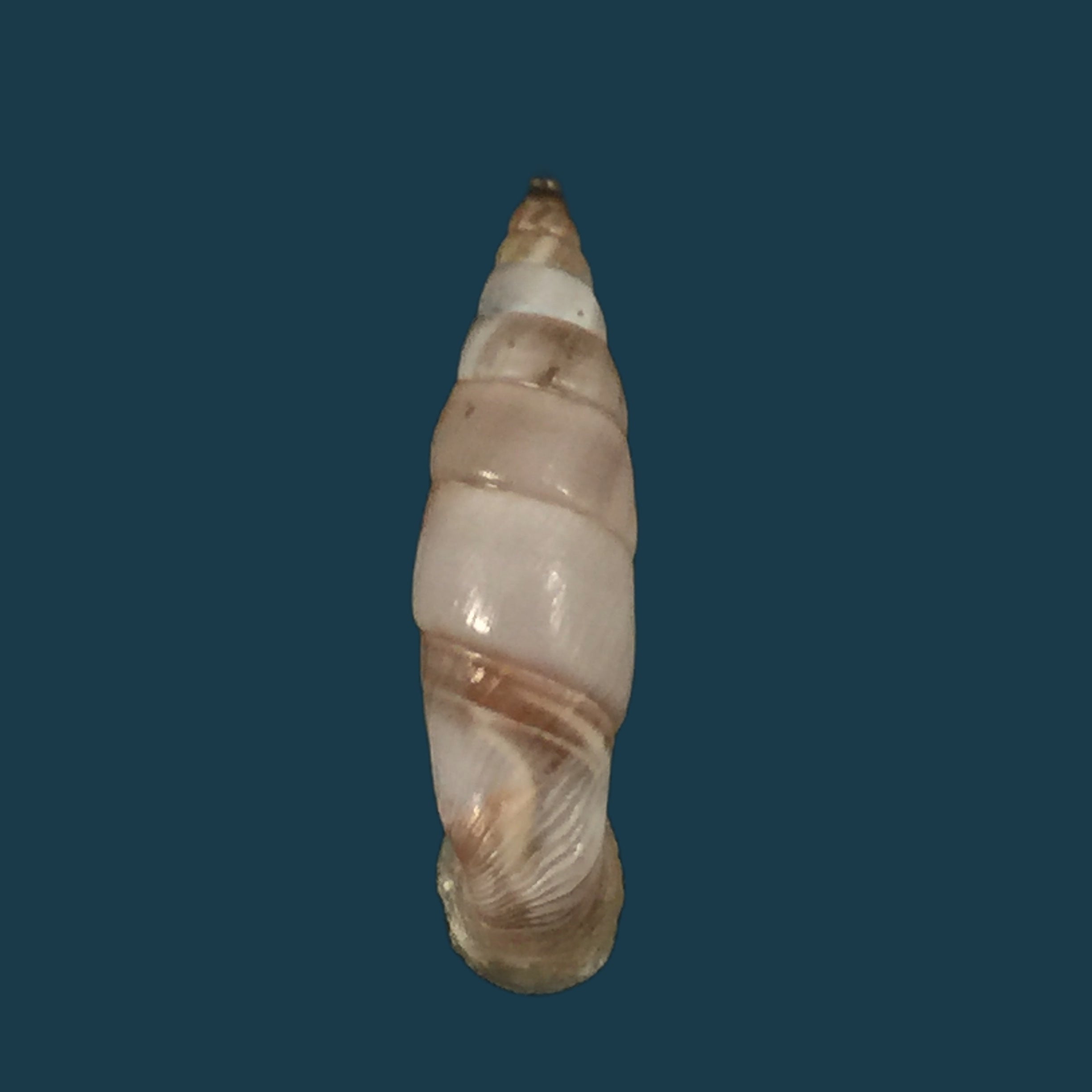 Medora almissana Kuester，1847 年 - 23,3mm