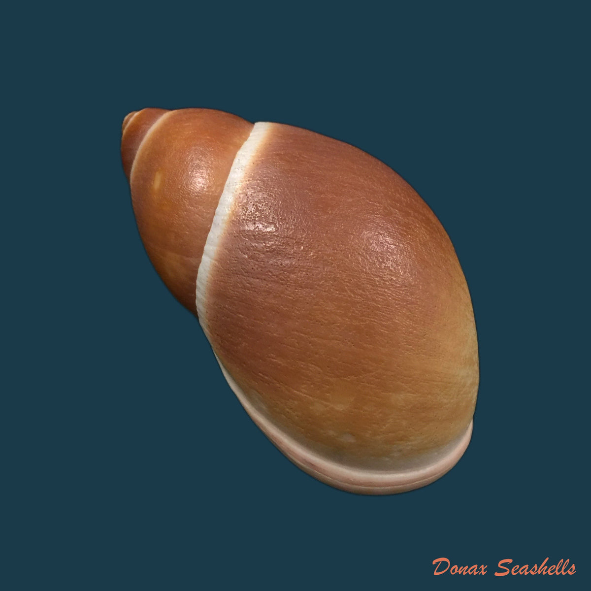 copia-de-megalobulimus-auritus-sowerby-1838-117-4-mm-1