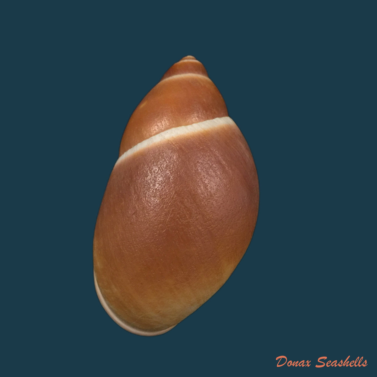 copia-de-megalobulimus-auritus-sowerby-1838-117-4-mm-1