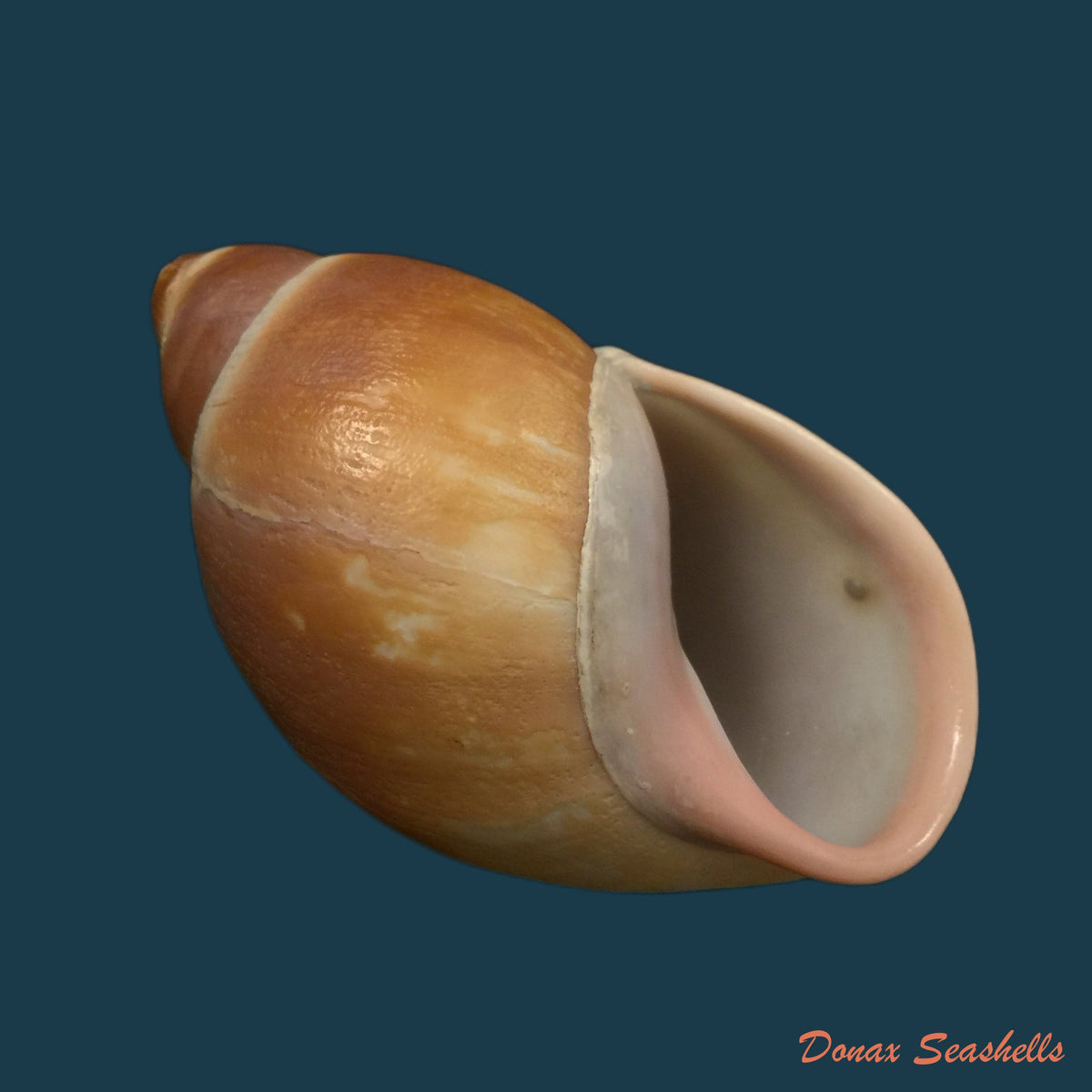 copia-de-megalobulimus-auritus-sowerby-1838-117-4-mm-1