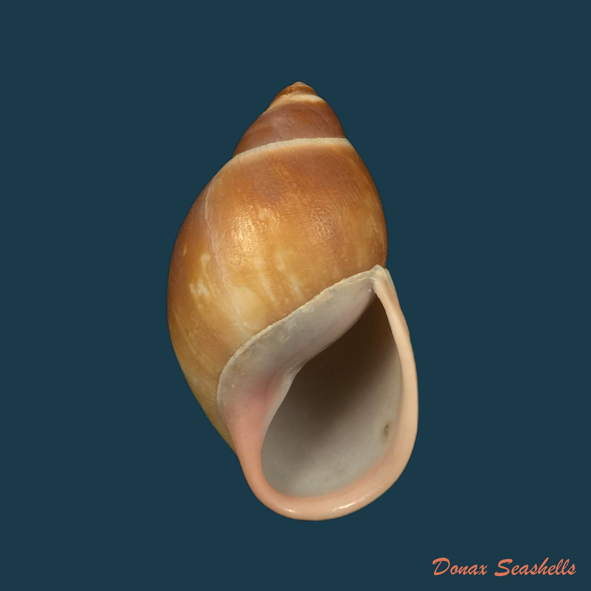 copia-de-megalobulimus-auritus-sowerby-1838-117-4-mm-1