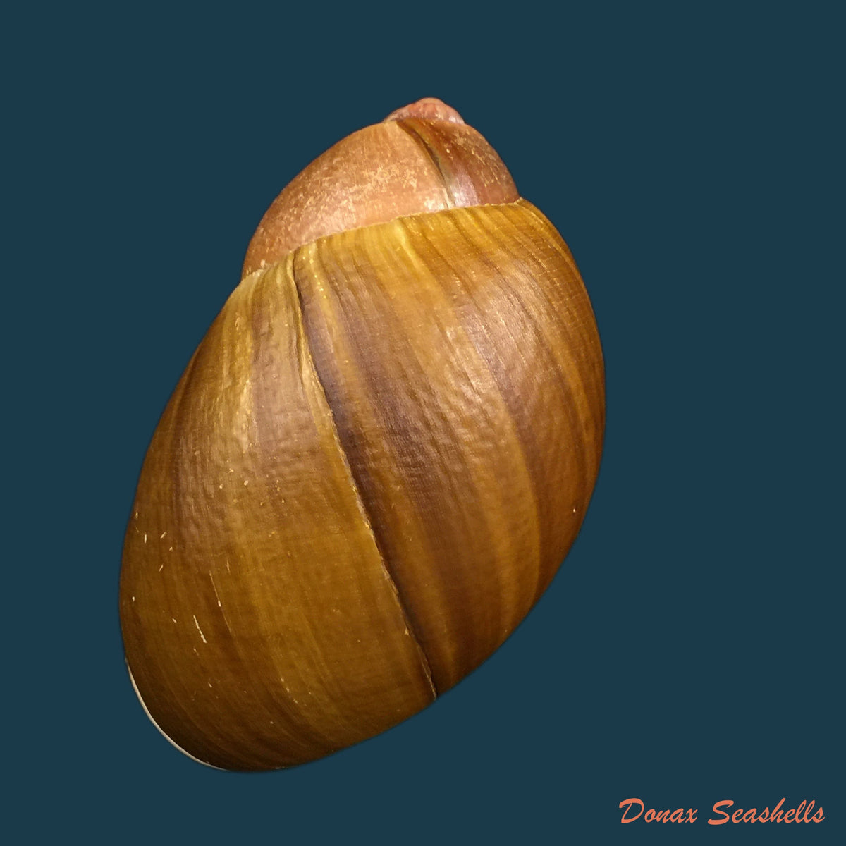 copia-de-megalobulimus-auritus-sowerby-1838-117-4-mm