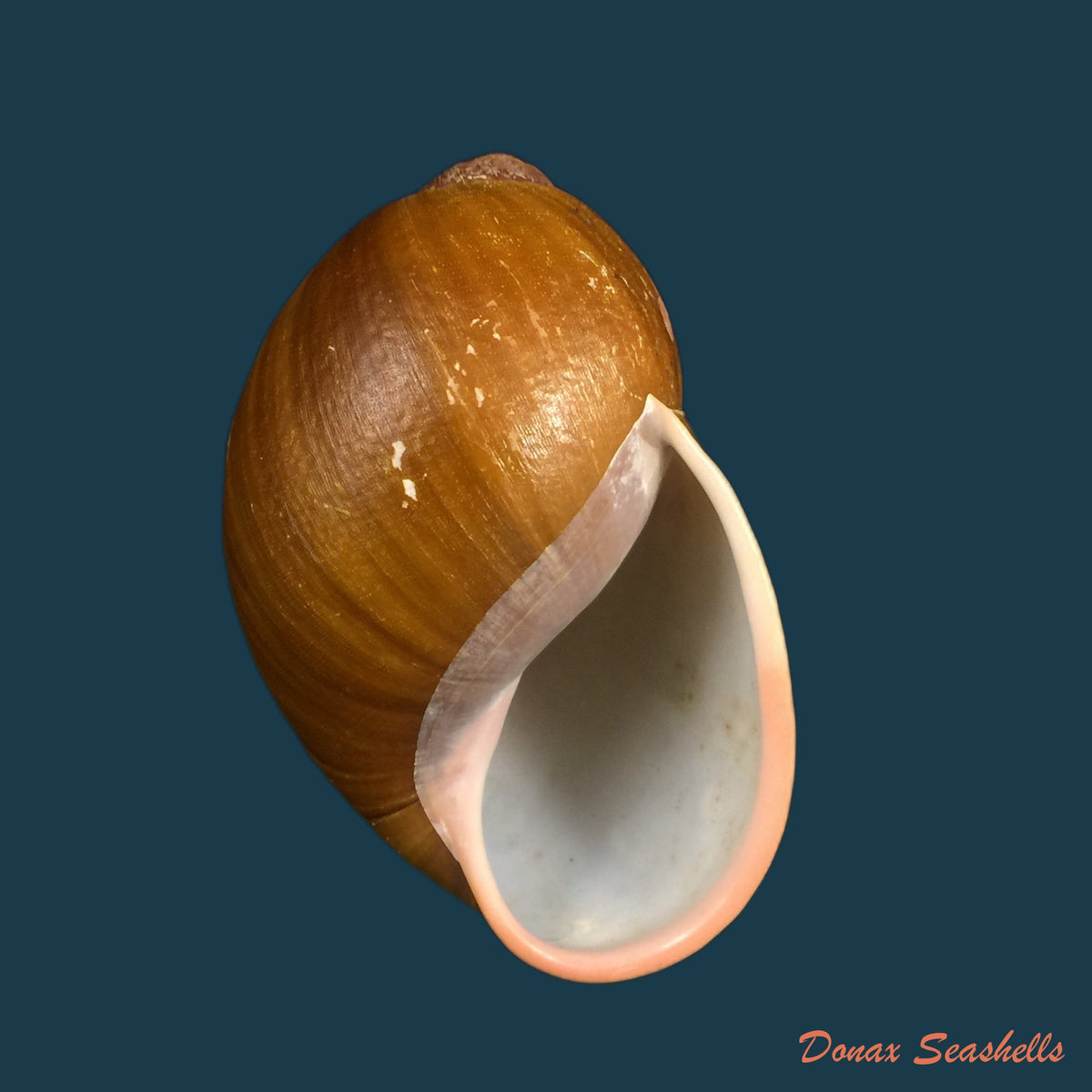 copia-de-megalobulimus-auritus-sowerby-1838-117-4-mm
