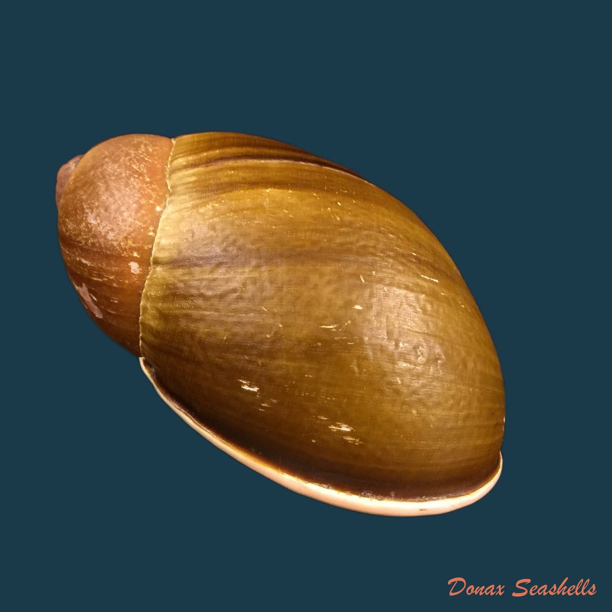 copia-de-megalobulimus-auritus-sowerby-1838-117-4-mm