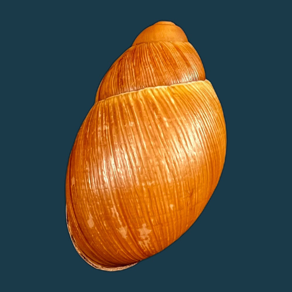 copia-de-megalobulimus-huascari-tschudi-1852-93-3mm-1