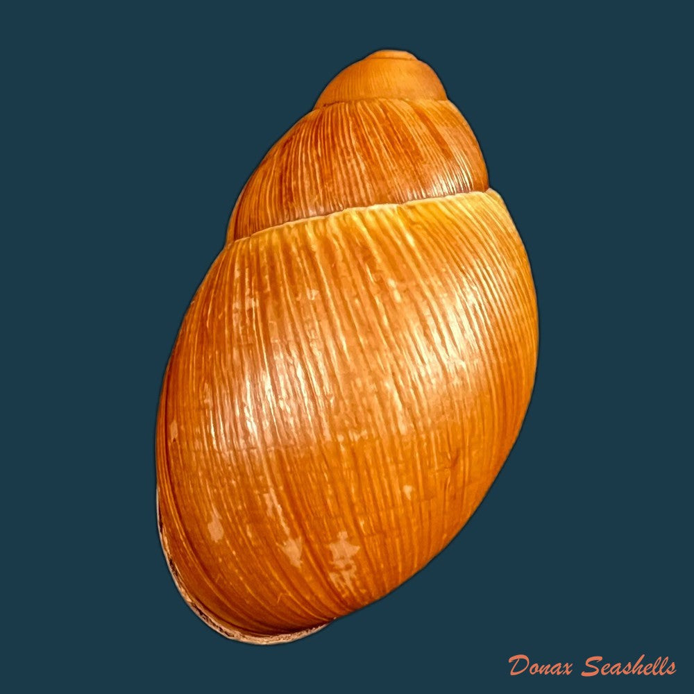 copia-de-megalobulimus-huascari-tschudi-1852-93-3mm-1