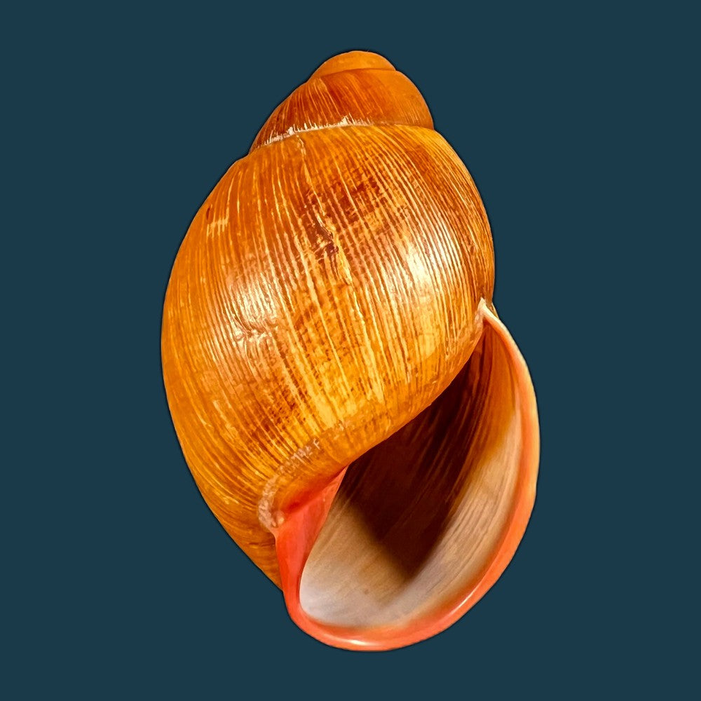 copia-de-megalobulimus-huascari-tschudi-1852-93-3mm-1