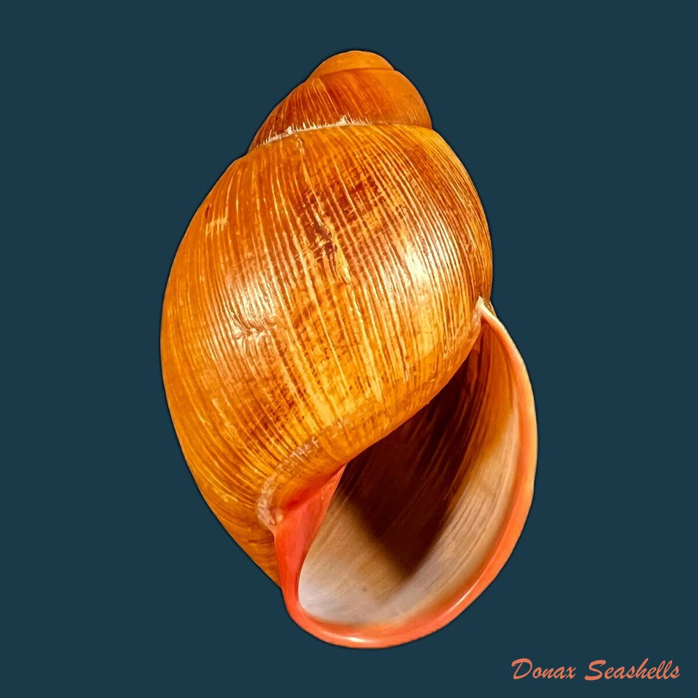 copia-de-megalobulimus-huascari-tschudi-1852-93-3mm-1