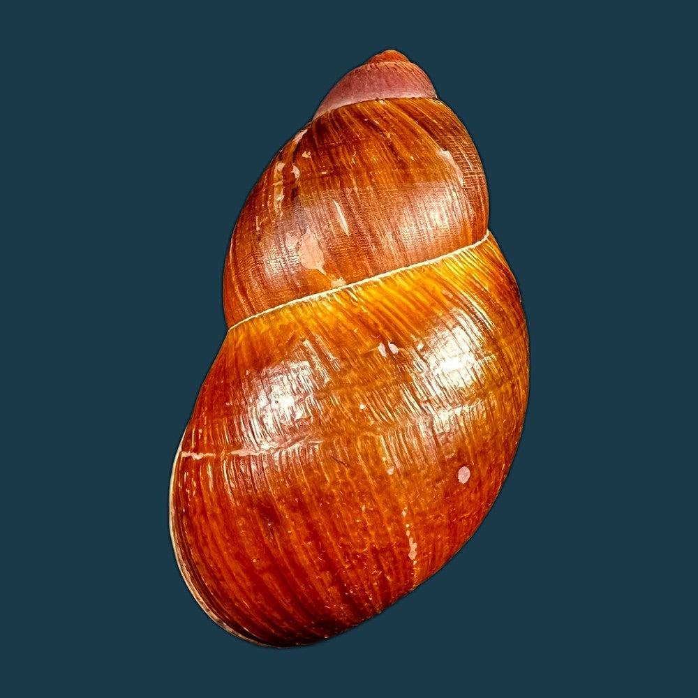 copia-de-megalobulimus-huascari-tschudi-1852-93-3mm