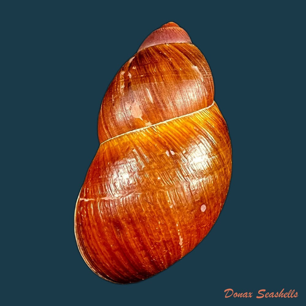 copia-de-megalobulimus-huascari-tschudi-1852-93-3mm