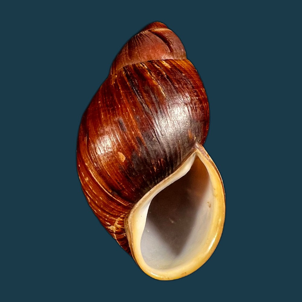 copia-de-megalobulimus-huascari-tschudi-1852-93-3mm