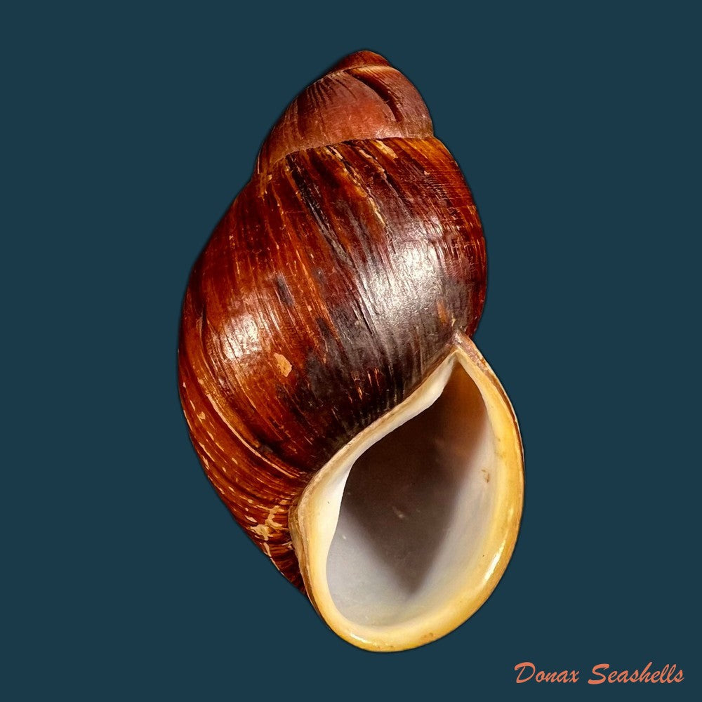 copia-de-megalobulimus-huascari-tschudi-1852-93-3mm