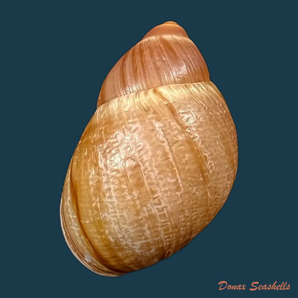 copia-de-megalobulimus-mauricius-falconieri-1996-74-5mm