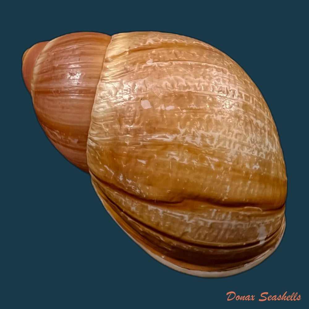 copia-de-megalobulimus-mauricius-falconieri-1996-74-5mm