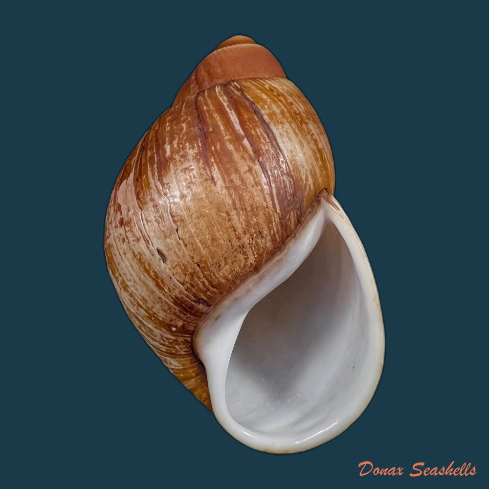 copia-de-megalobulimus-mauricius-falconieri-1996-74-5mm