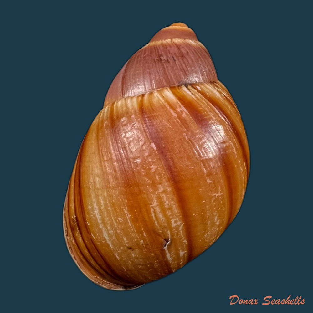 copia-de-megalobulimus-mauricius-falconieri-1996-76-1mm-2