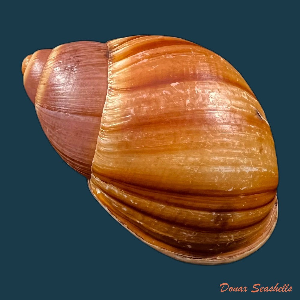 copia-de-megalobulimus-mauricius-falconieri-1996-76-1mm-2