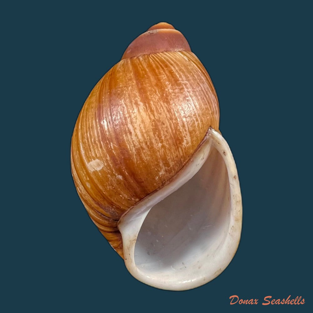 copia-de-megalobulimus-mauricius-falconieri-1996-76-1mm-2