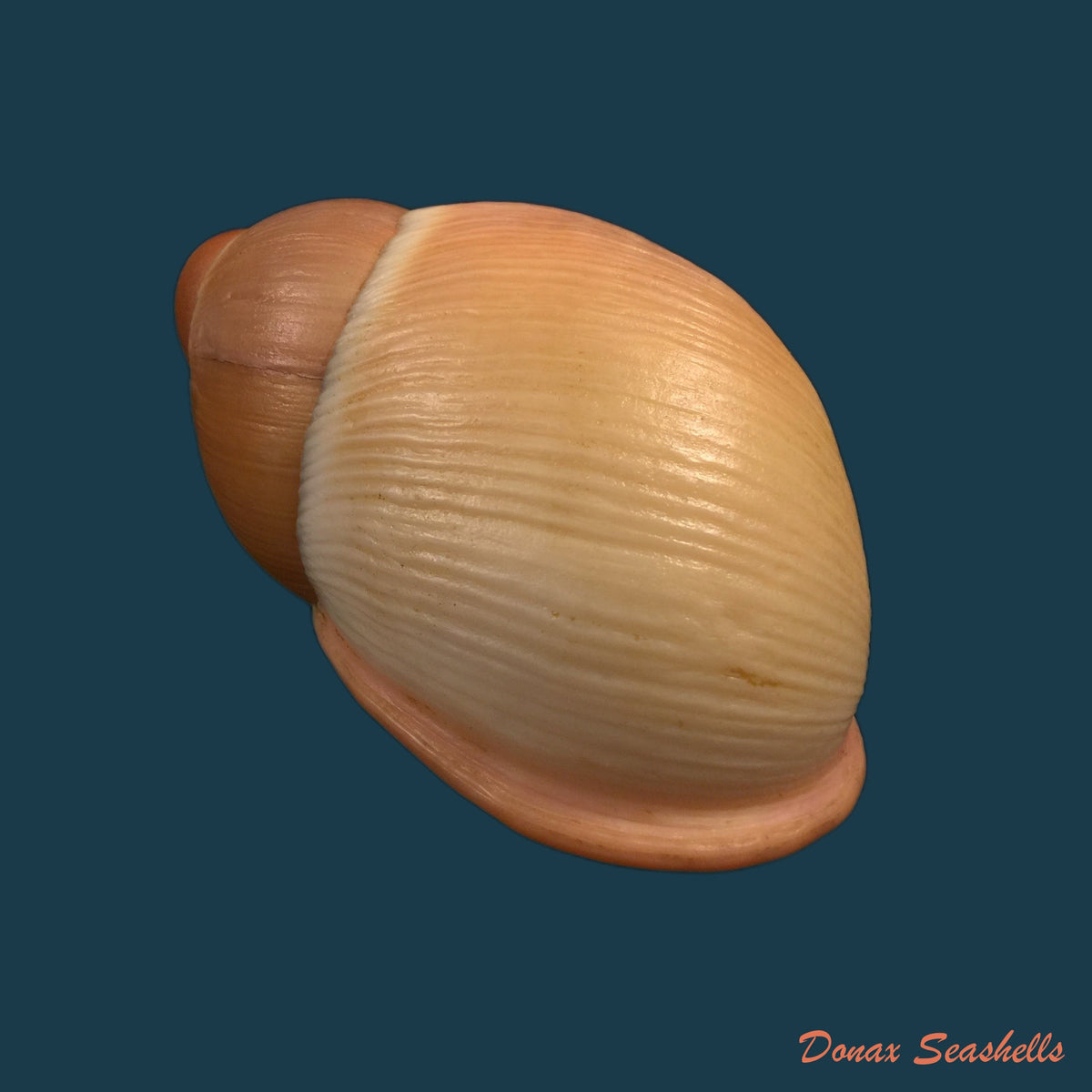 copia-de-megalobulimus-miersi-da-costa-1904-76-1mm
