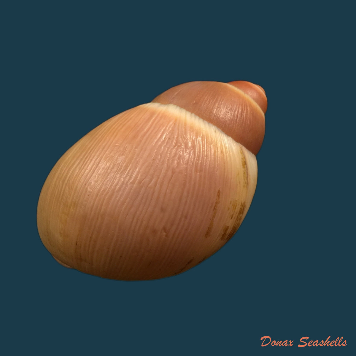 copia-de-megalobulimus-miersi-da-costa-1904-76-1mm
