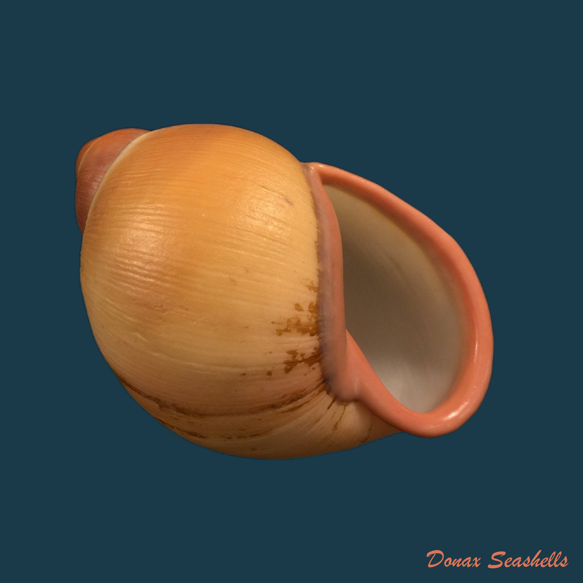 copia-de-megalobulimus-miersi-da-costa-1904-76-1mm