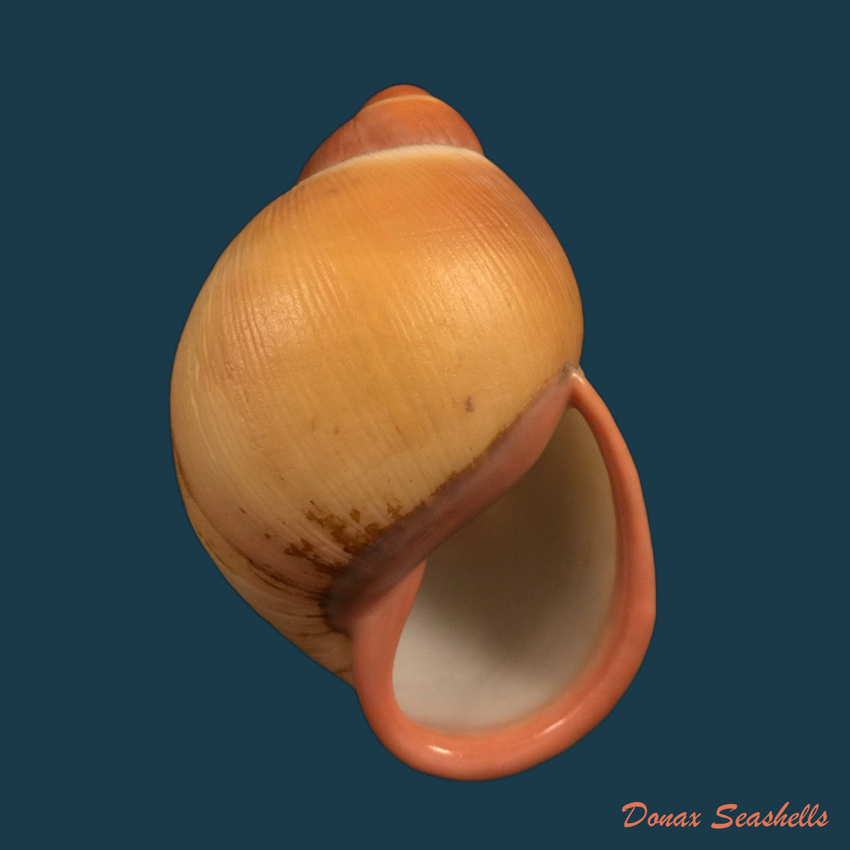 copia-de-megalobulimus-miersi-da-costa-1904-76-1mm