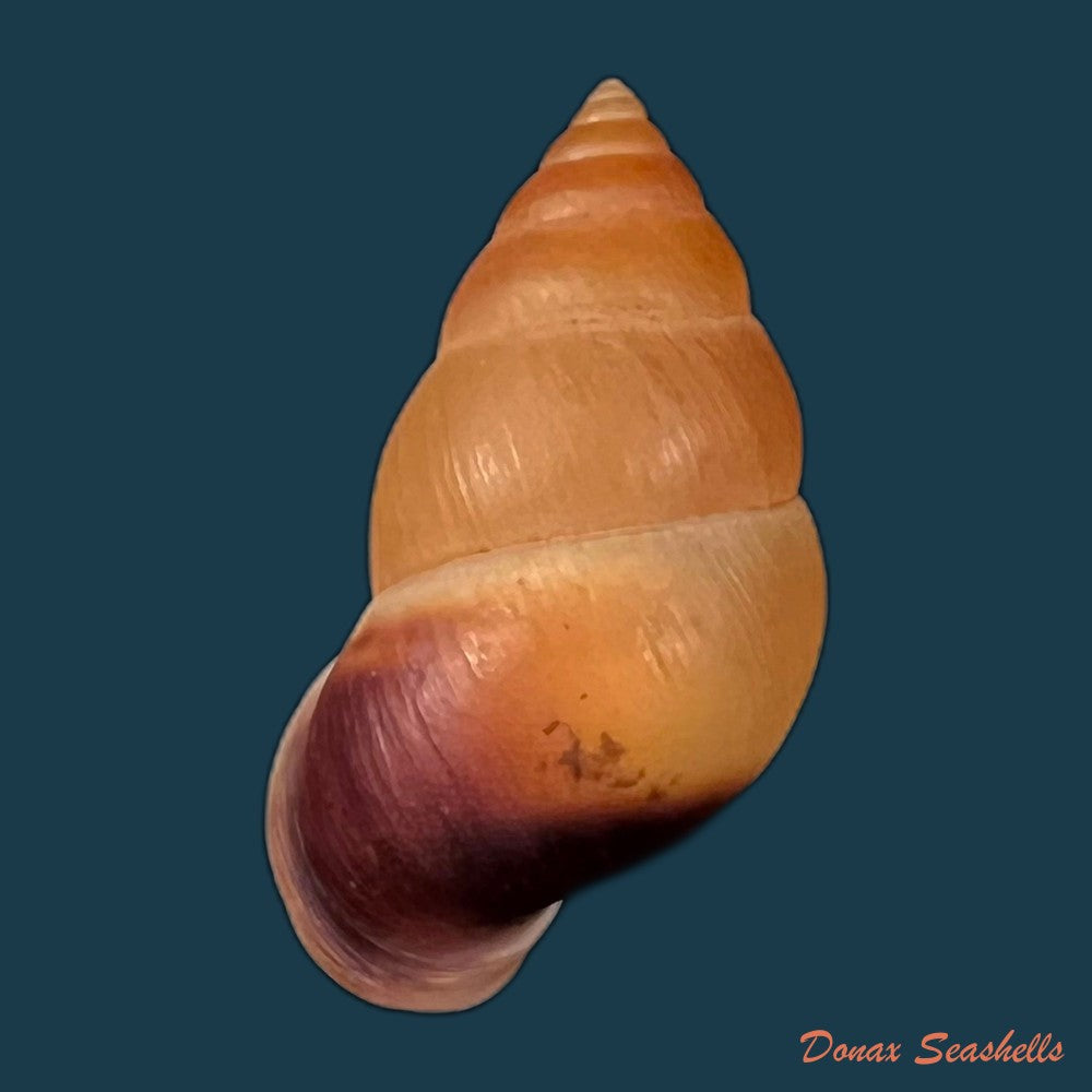 copia-de-megalobulimus-oliveirai-bequaert-1948-98mm