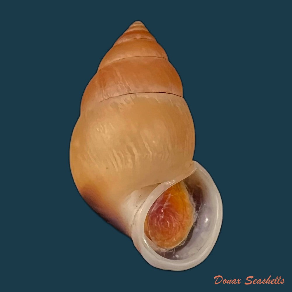 copia-de-megalobulimus-oliveirai-bequaert-1948-98mm
