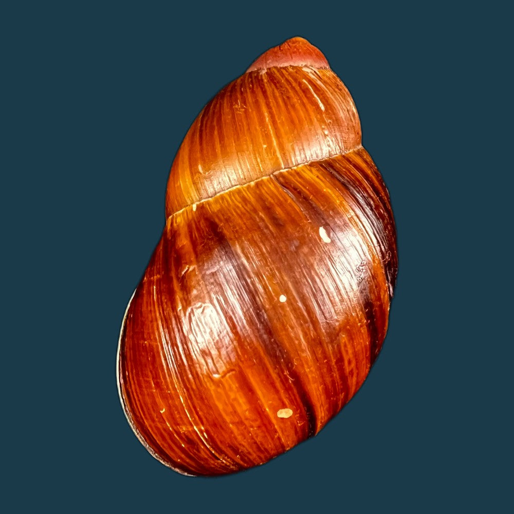copia-de-megalobulimus-popelairianus-nyst-1845-134-9mm