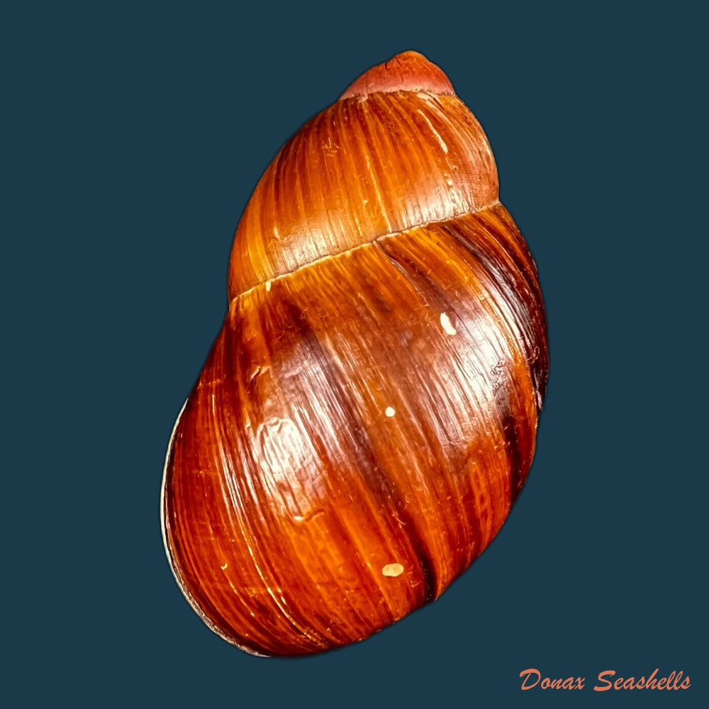 copia-de-megalobulimus-popelairianus-nyst-1845-134-9mm