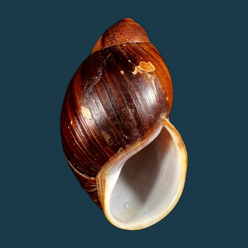 copia-de-megalobulimus-popelairianus-nyst-1845-134-9mm