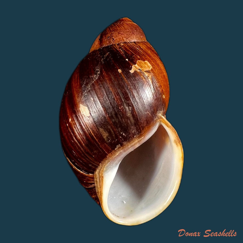 copia-de-megalobulimus-popelairianus-nyst-1845-134-9mm