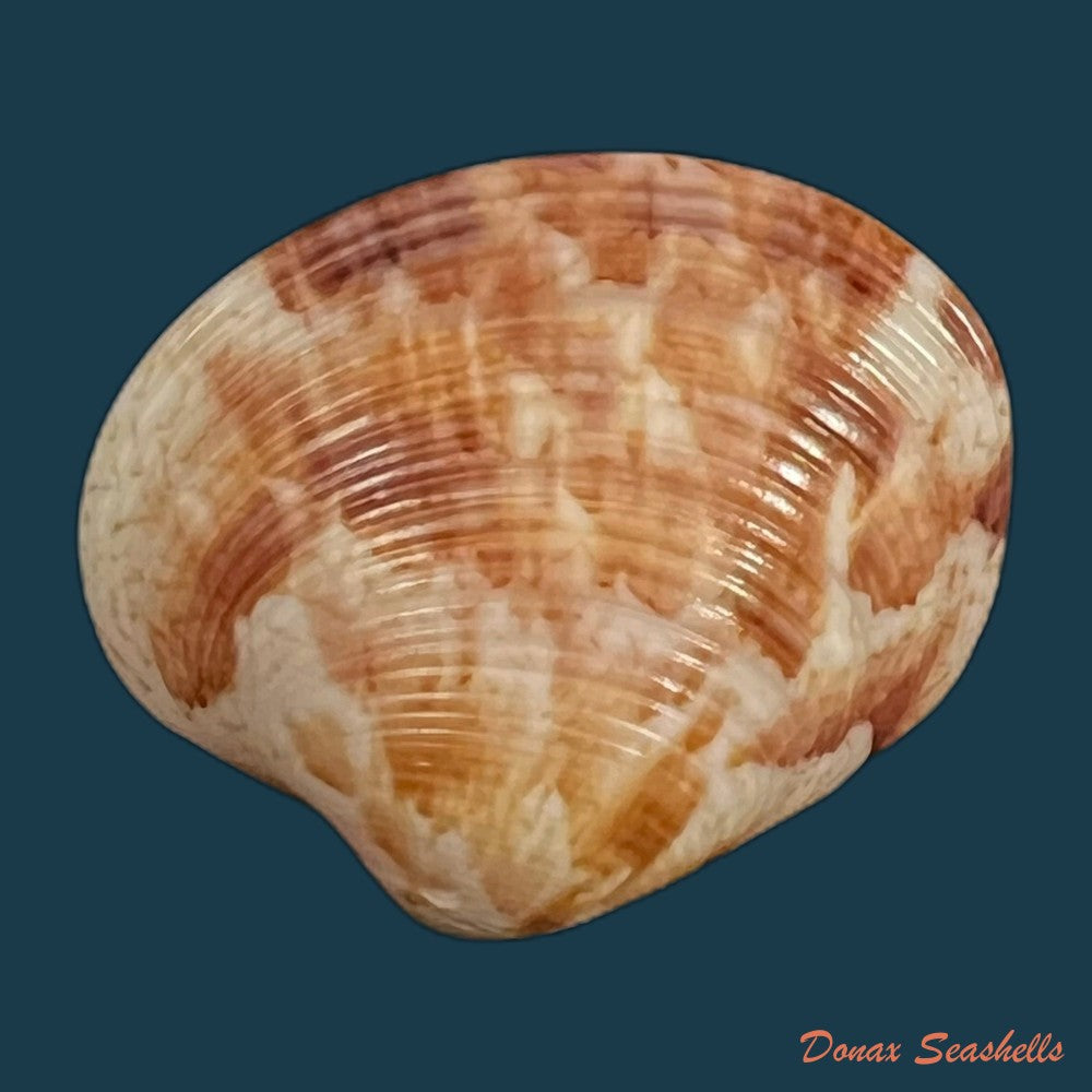 copia-de-megapitaria-maculata-linnaeus-1758-61-5mm