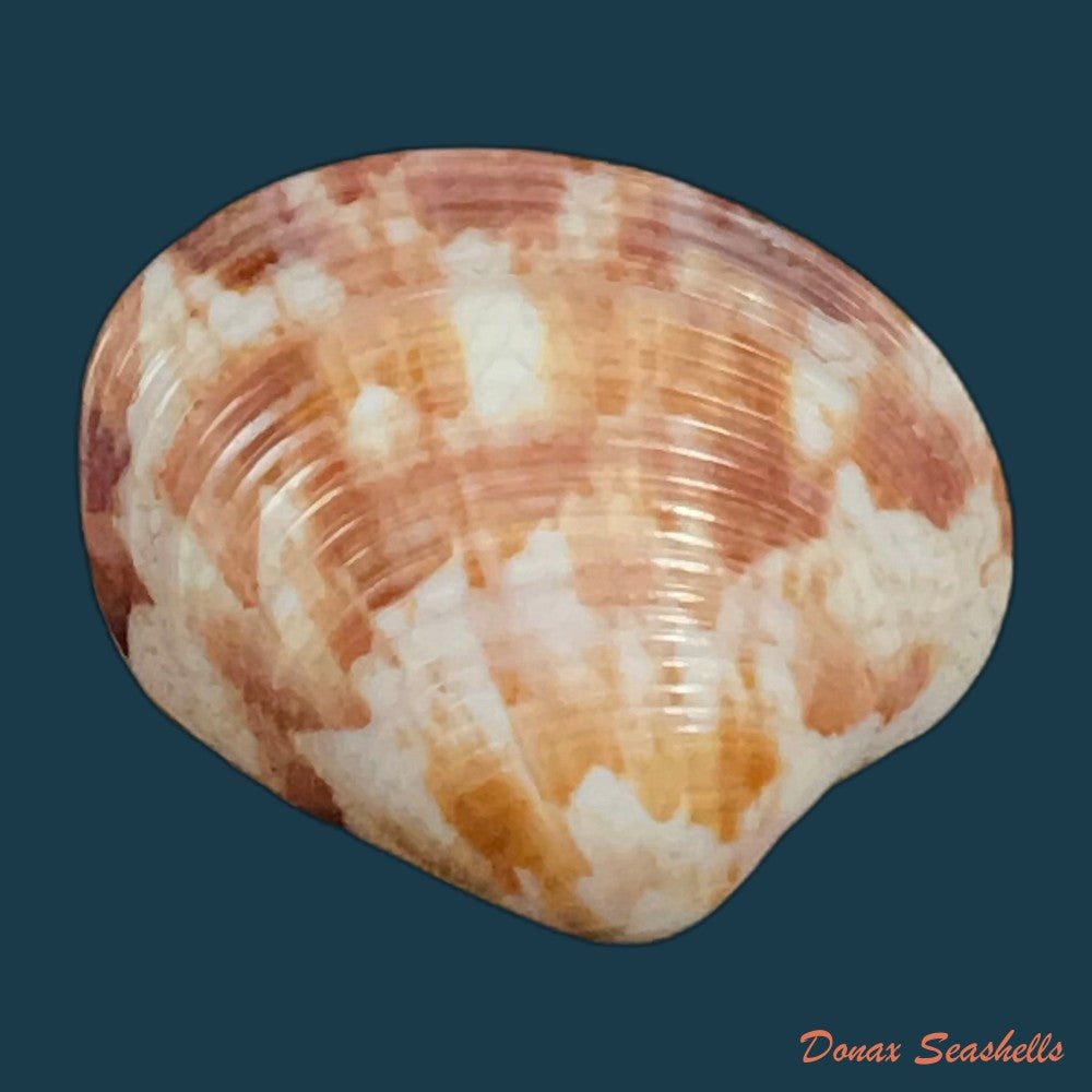 copia-de-megapitaria-maculata-linnaeus-1758-61-5mm