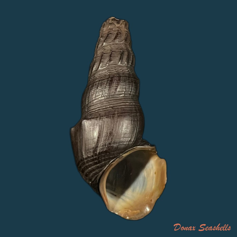 copia-de-melanatria-fluminea-gmelin-1767-59-9mm-1