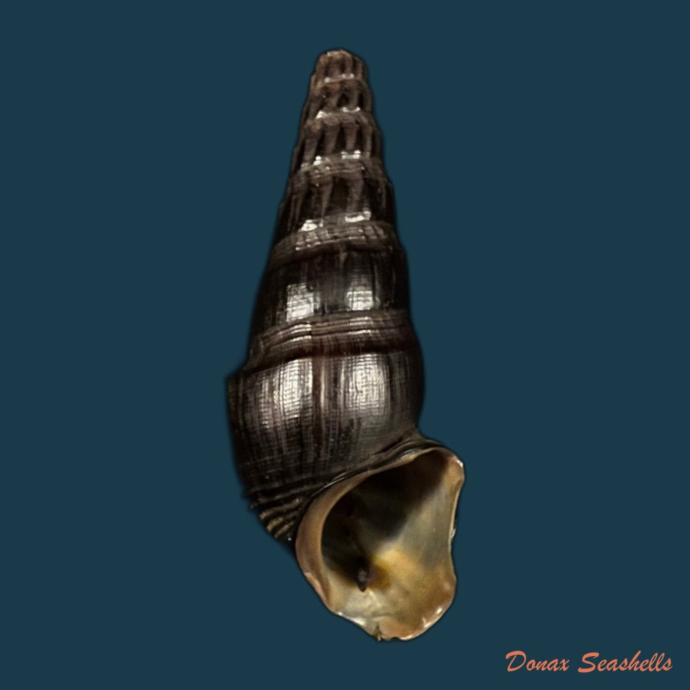 copia-de-melanatria-fluminea-gmelin-1767-67-8mm-2