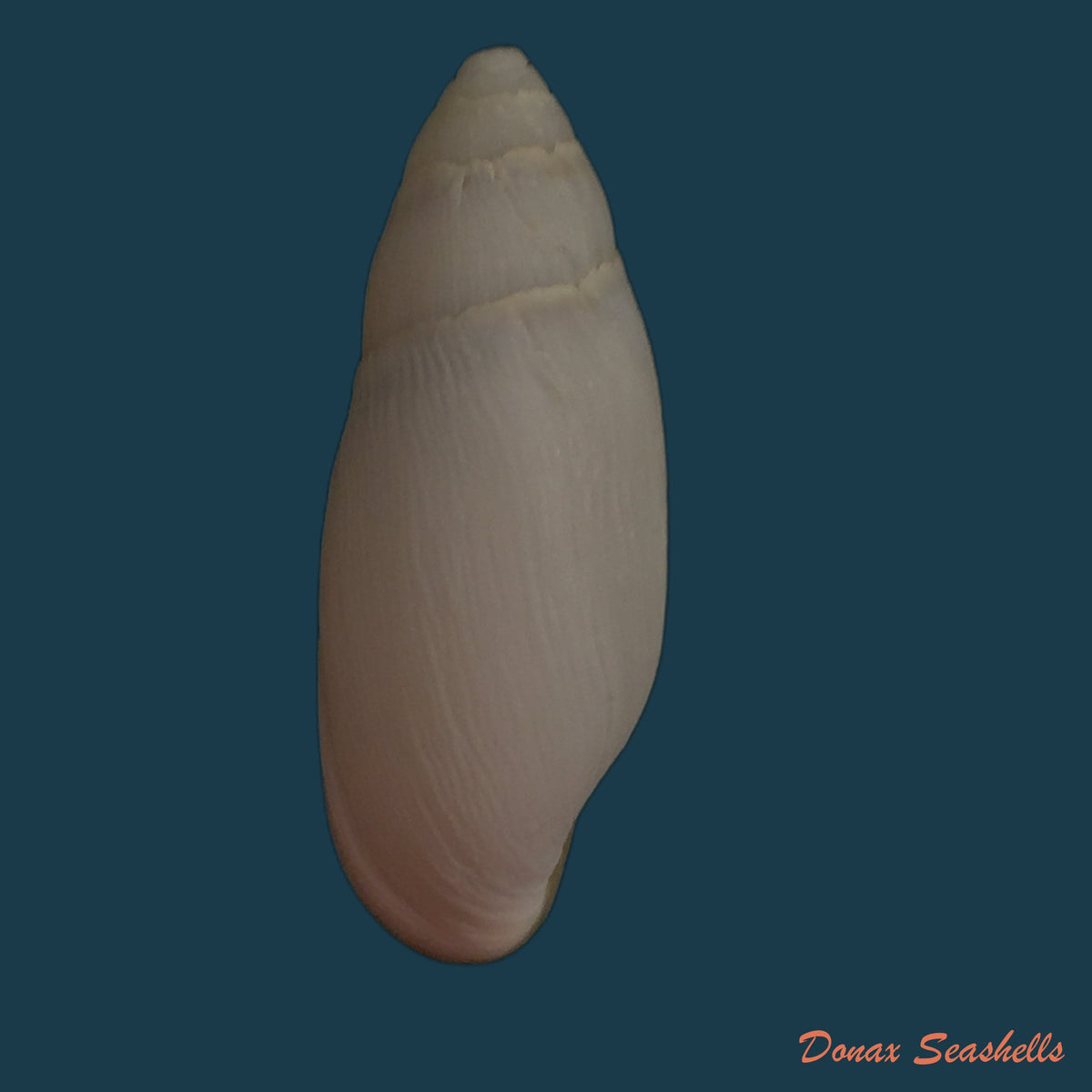 copia-de-melanatria-fluminea-gmelin-1767-67-8mm