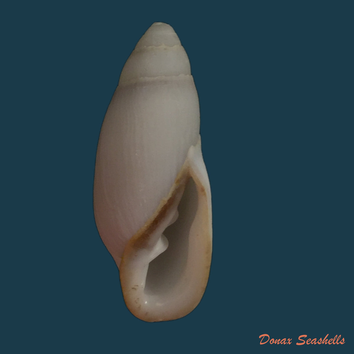 copia-de-melanatria-fluminea-gmelin-1767-67-8mm